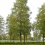 Robinia pseudoacacia 'Nyirségi'